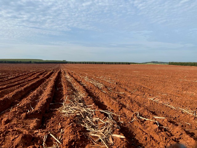 Campo de plantio de cana